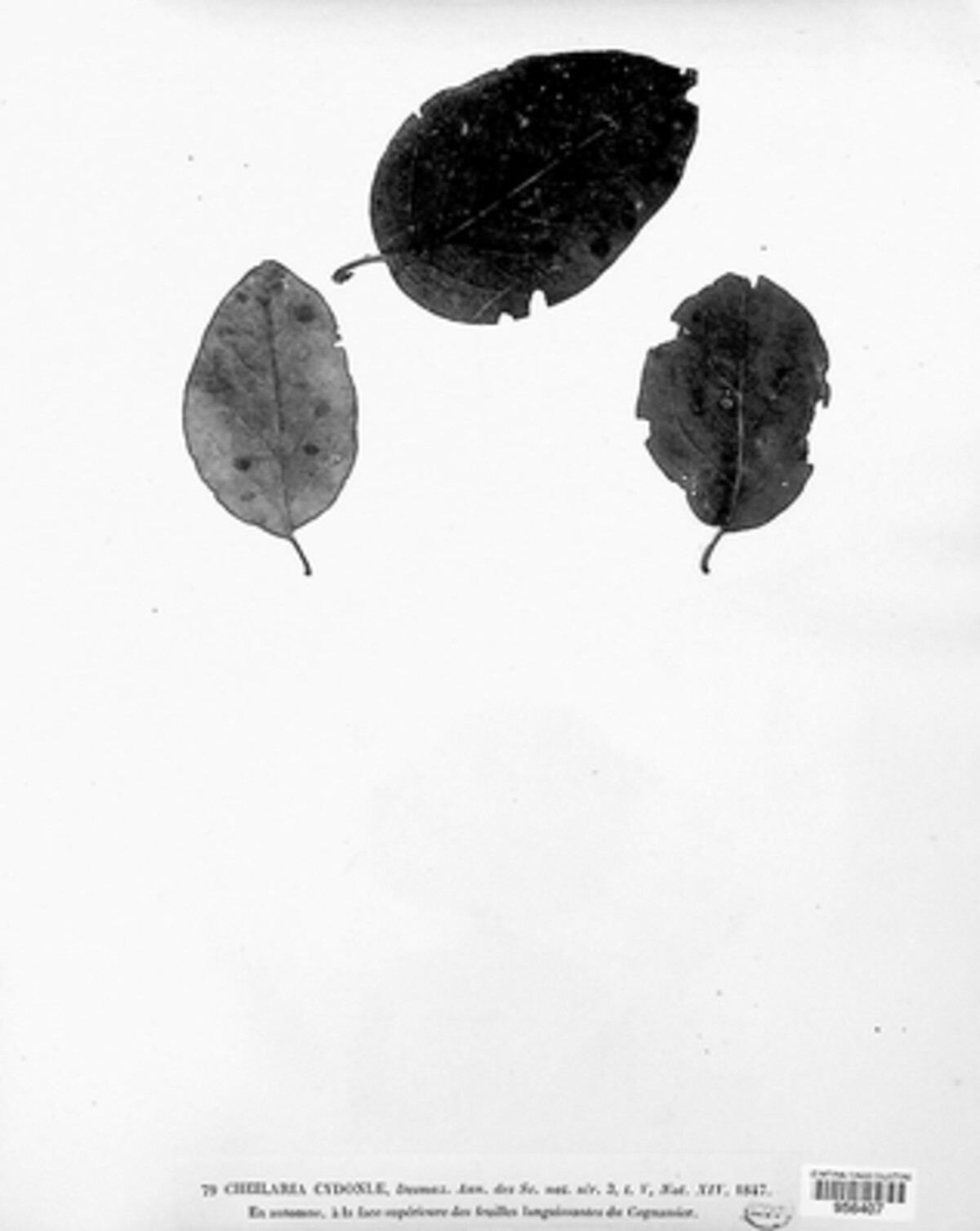 Myriellina image